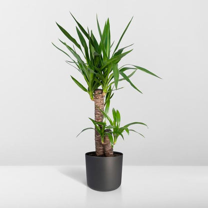 Yucca Elephantipes (85cm - Ø17cm)