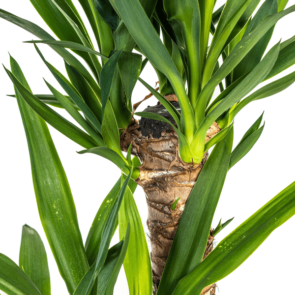 Yucca Elephantipes (80cm - Ø19cm) Plant Greenify