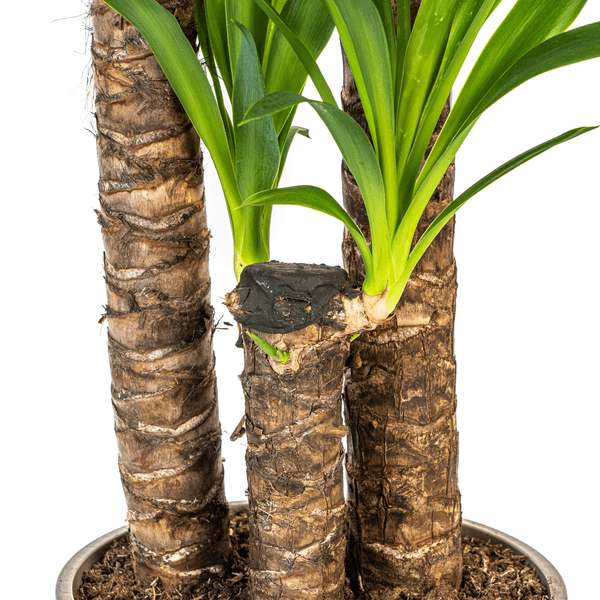 Yucca Elephantipes (130cm - Ø24cm) Plant Greenify