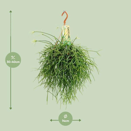 Rhipsalis Pulchra (Ø14cm - 35cm) Plant Greenify