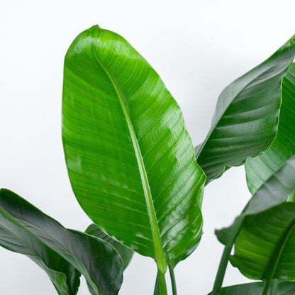 Strelitzia Nicolai XL met Noah mand (140cm - Ø27) Plant Greenify