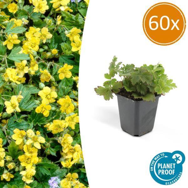 Waldsteinia ternata | 10-25cm - Ø9cm Plant Greenify