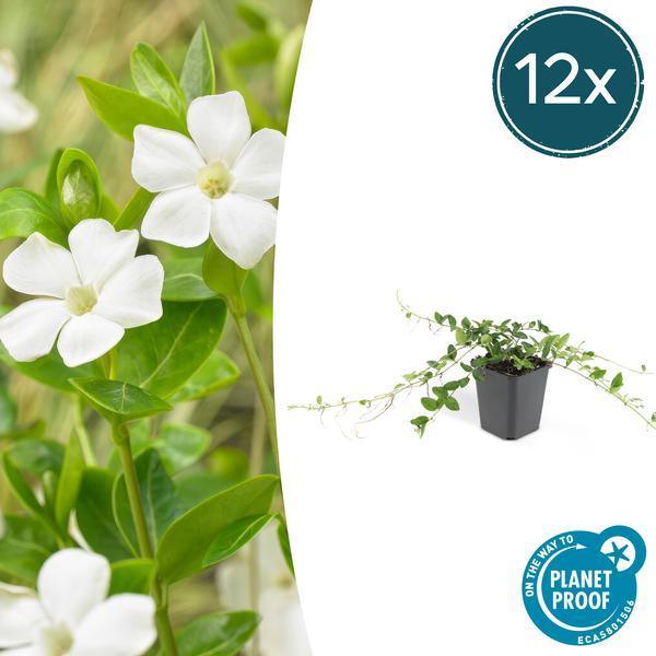 Vinca Minor 'Alba' | 10-25cm - Ø9cm Plant Greenify