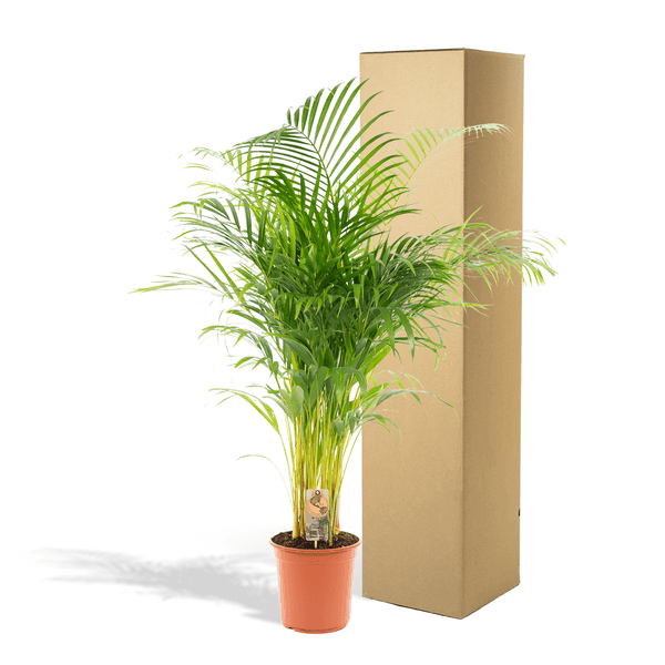 Areca palm (130cm - Ø24cm) Plant Greenify