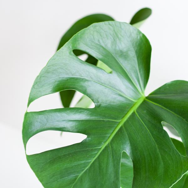 Monstera Deliciosa met Jimmi mand zwart (50cm - Ø17) Plant Greenify