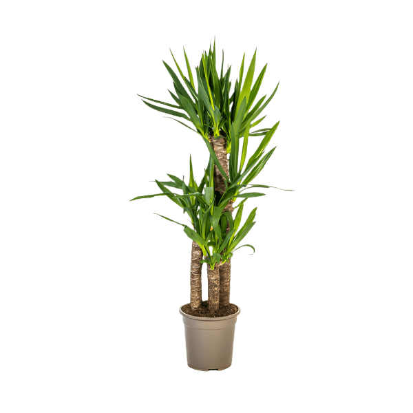 Yucca Elephantipes (100cm - 21cm) Plant Greenify