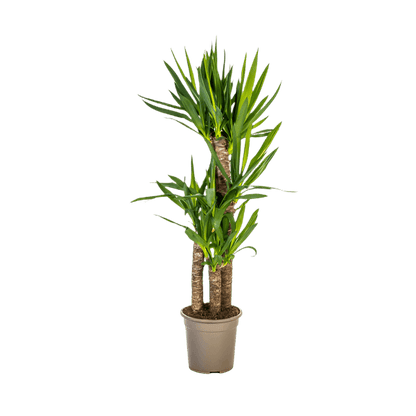 Yucca Elephantipes (100cm - 21cm) Plant Greenify