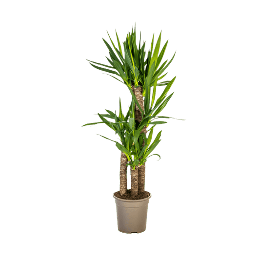Yucca Elephantipes (100cm - 21cm) Plant Greenify