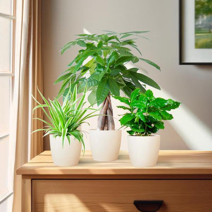 Diervriendelijke Plantenbox (3 plantjes inclusief Yuki sierpot Wit Ø12) Plant Greenify