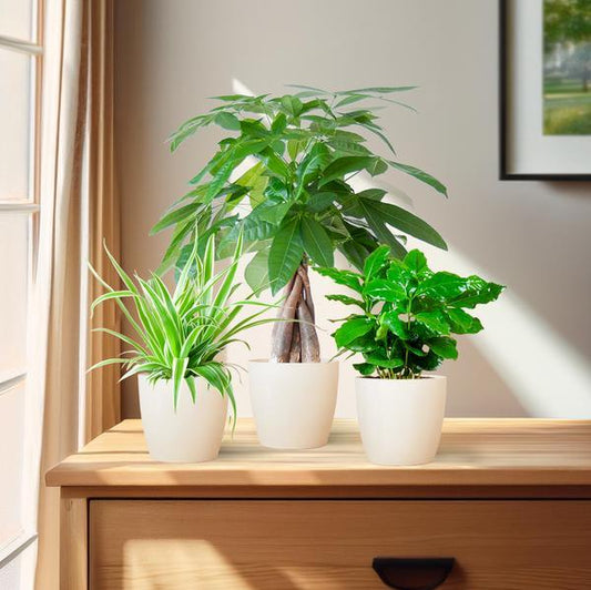 Diervriendelijke Plantenbox (3 plantjes inclusief Yuki sierpot Wit Ø12) Plant Greenify