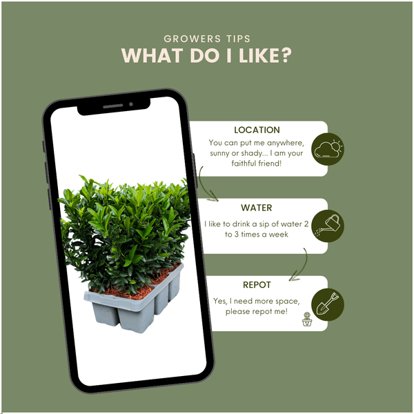 Euonymus 'Green Spire' | Ø 7 cm - 15 cm Plant Greenify