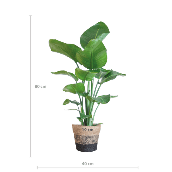 Strelitzia Nicolai met Jimmi mand zwart (80cm - Ø19) Plant Greenify