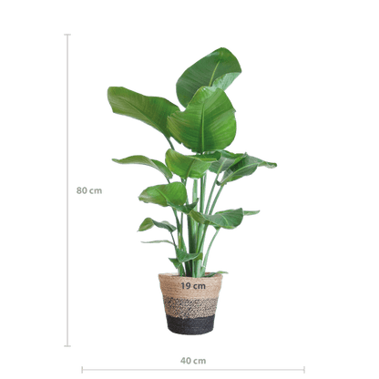 Strelitzia Nicolai met Jimmi mand zwart (80cm - Ø19) Plant Greenify