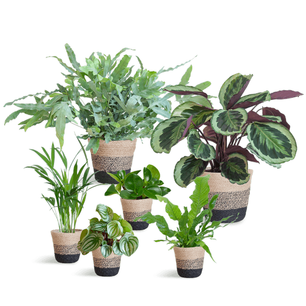 Diervriendelijke plantenset Large (6 planten inclusief mand Jimmi zwart) Plant Greenify