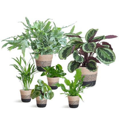 Diervriendelijke plantenset Large (6 planten inclusief mand Jimmi zwart) Plant Greenify