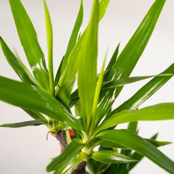 Yucca (90cm - Ø17cm) Plant Greenify