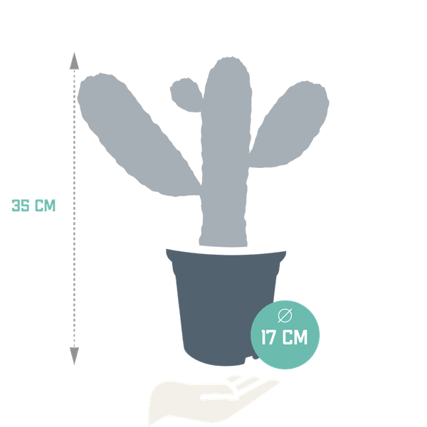 Opuntia consulea (Ø17cm - 35cm) Plant Greenify