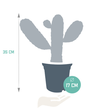 Opuntia consulea (Ø17cm - 35cm) Plant Greenify