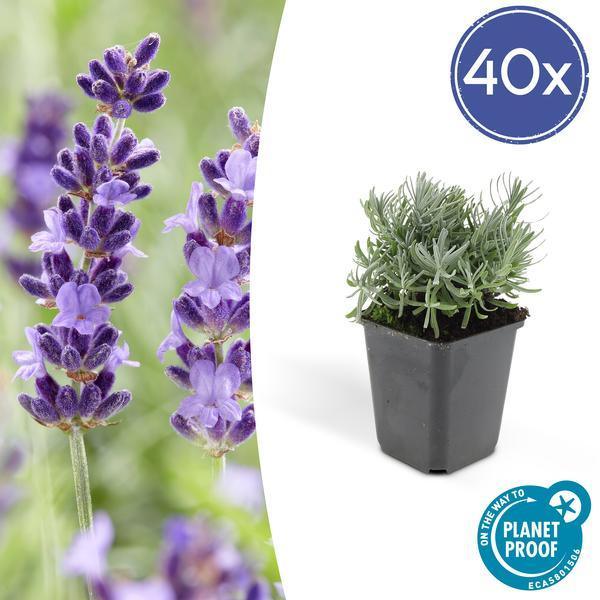 Lavandula 'Hidcote' | 10-25cm - Ø9cm Plant Greenify