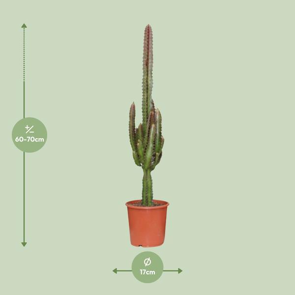 Euphorbia Trigona Rubra (Ø17cm - 70cm) Plant Greenify