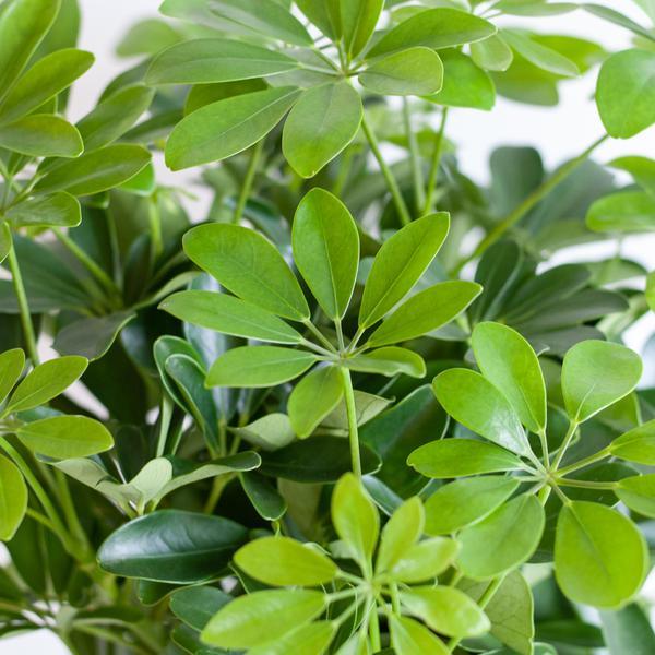 Schefflera Arab Nora met pot 70cm - Ø21) Plant Greenify