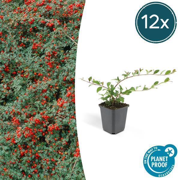 Cotoneaster dammeri | 10-25cm - Ø9cm Plant Greenify
