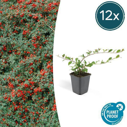 Cotoneaster dammeri | 10-25cm - Ø9cm Plant Greenify