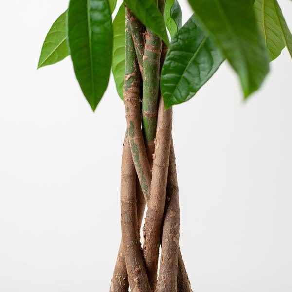 Pachira Aquatica met pot (80cm - Ø21) Plant Greenify