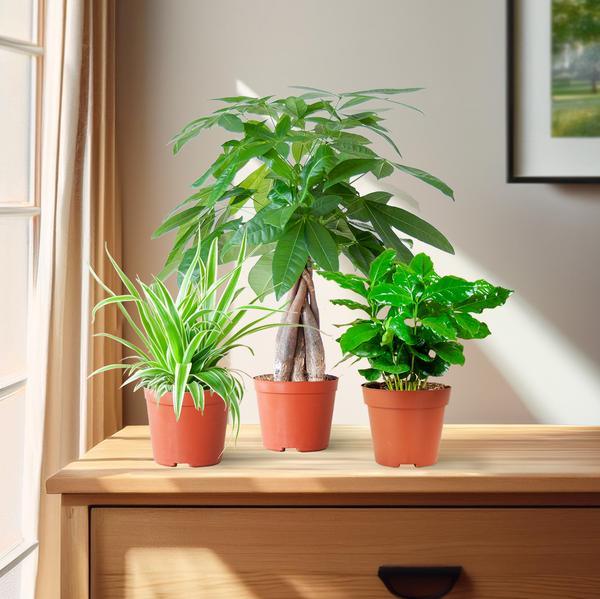 Diervriendelijke Plantenbox klein (3 plantjes zonder sierpot Ø12) Plant Greenify