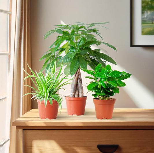 Diervriendelijke Plantenbox klein (3 plantjes zonder sierpot Ø12) Plant Greenify