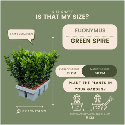 Euonymus 'Green Spire' | Ø 7 cm - 15 cm Plant Greenify