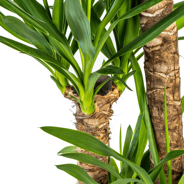 Yucca Elephantipes (130cm - Ø24cm) Plant Greenify