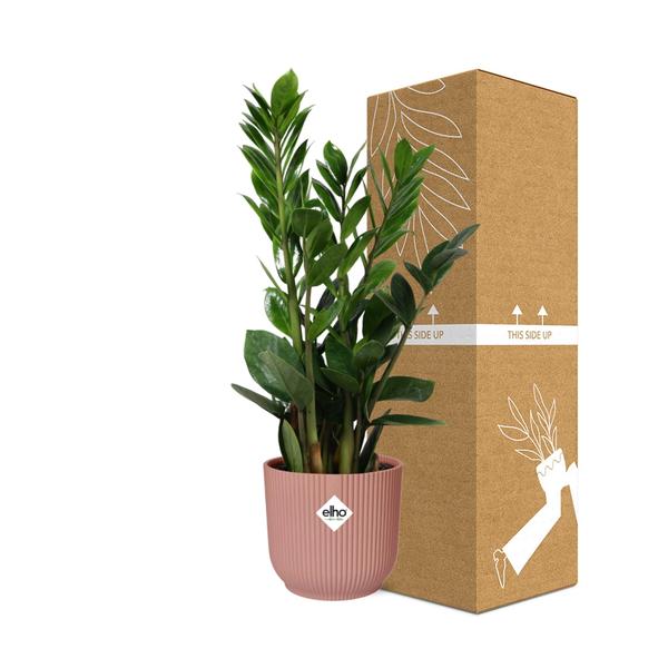 Zamioculcas – Hoogte 45-50 in ELHO Vibes Fold 14cm