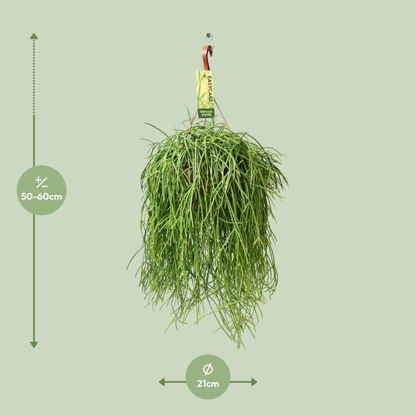 Rhipsalis Baccifera Shaferi (Ø21cm - 60cm) Plant Greenify