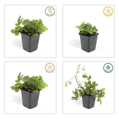 Waldsteinia ternata | 10-25cm - Ø9cm Plant Greenify