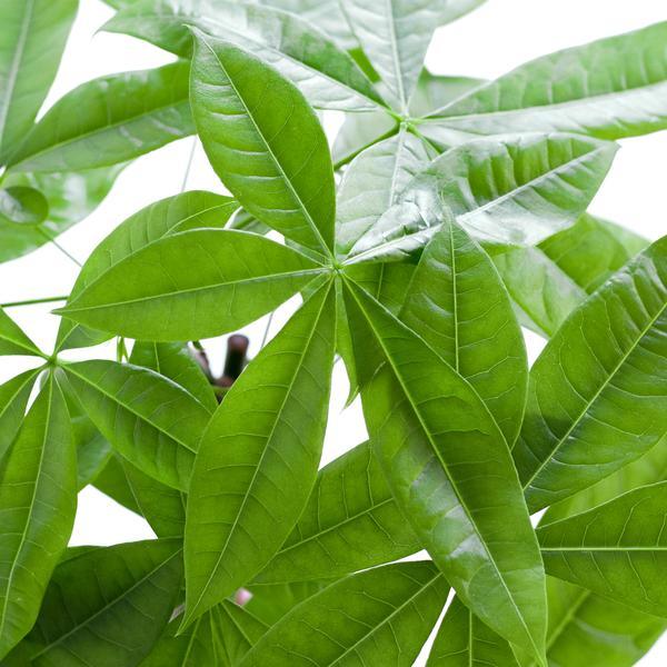 Pachira Aquatica met pot (80cm - Ø21) Plant Greenify