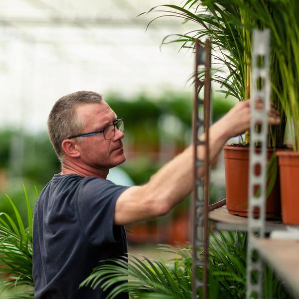Yucca (90cm - Ø17cm) Plant Greenify