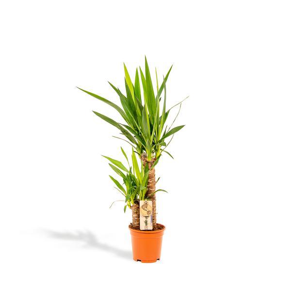 Yucca (90cm - Ø17cm) Plant Greenify