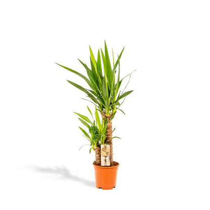 Yucca (90cm - Ø17cm) Plant Greenify