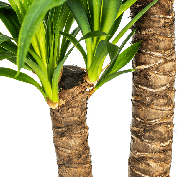 Yucca Elephantipes (80cm - Ø19cm) Plant Greenify