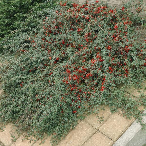 Cotoneaster dammeri | 10-25cm - Ø9cm Plant Greenify