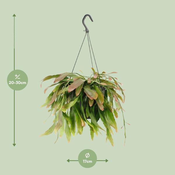 Rhipsalis Red Coral (Ø17cm - 25cm) Plant Greenify