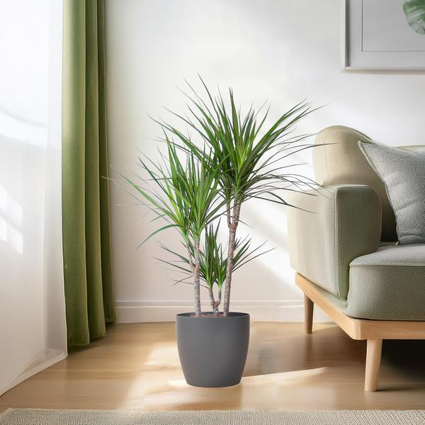 Dracaena Marginata met pot (95cm - Ø21) Plant Greenify