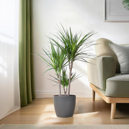 Dracaena Marginata met pot (95cm - Ø21) Plant Greenify