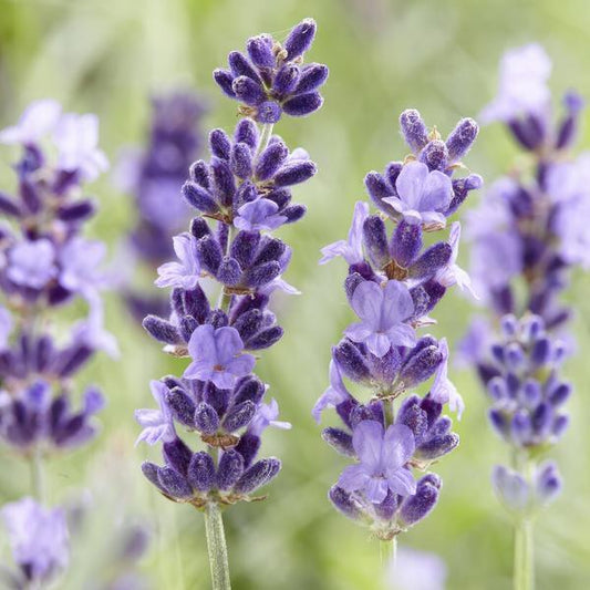 Lavandula 'Hidcote' | 10-25cm - Ø9cm Plant Greenify