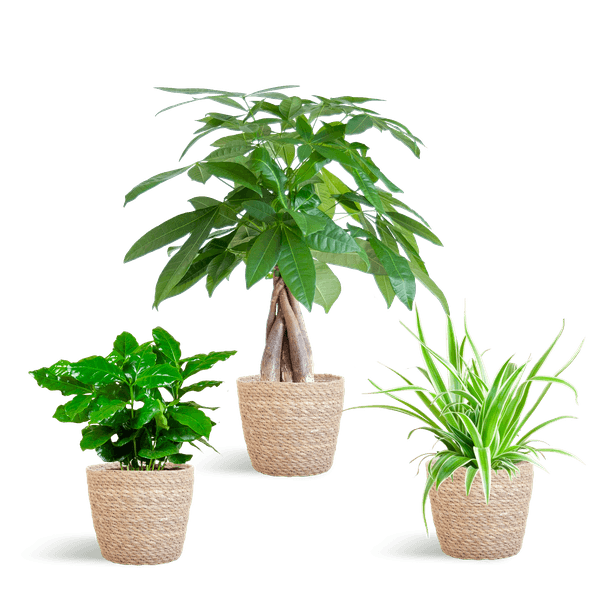 Diervriendelijke Plantenbox (3 plantjes inclusief Mand Nila Ø12) Plant Greenify