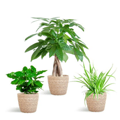 Diervriendelijke Plantenbox (3 plantjes inclusief Mand Nila Ø12) Plant Greenify