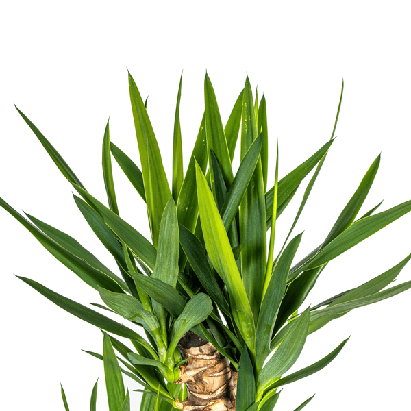 Yucca Elephantipes (130cm - Ø24cm) Plant Greenify
