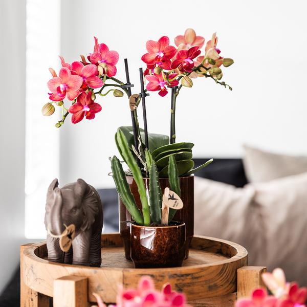Kleine Stapelia (Ø6cm) Plant Greenify
