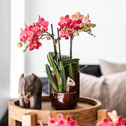 Kleine Stapelia (Ø6cm) Plant Greenify